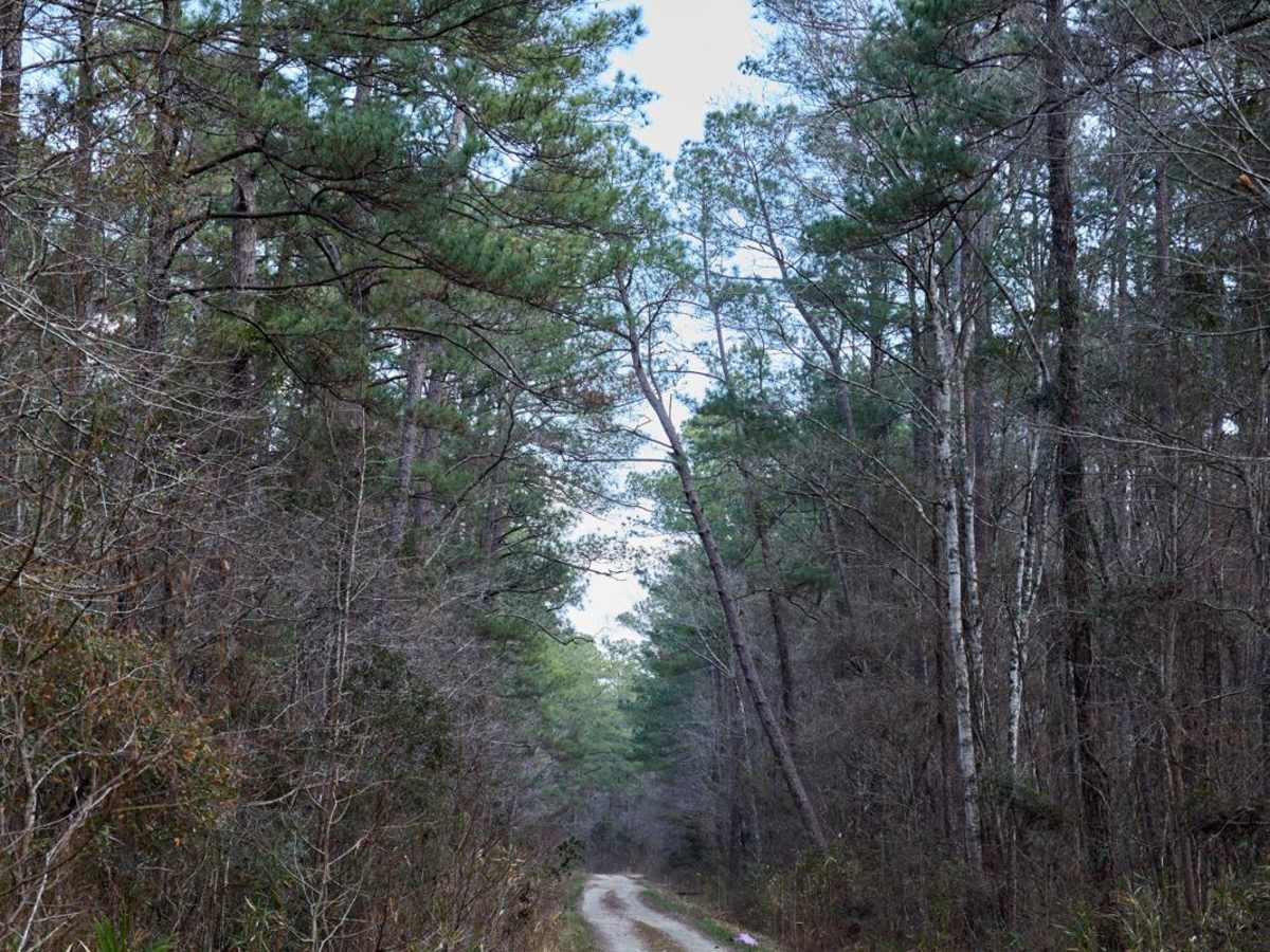FSR124 - Freeman Road photo 6