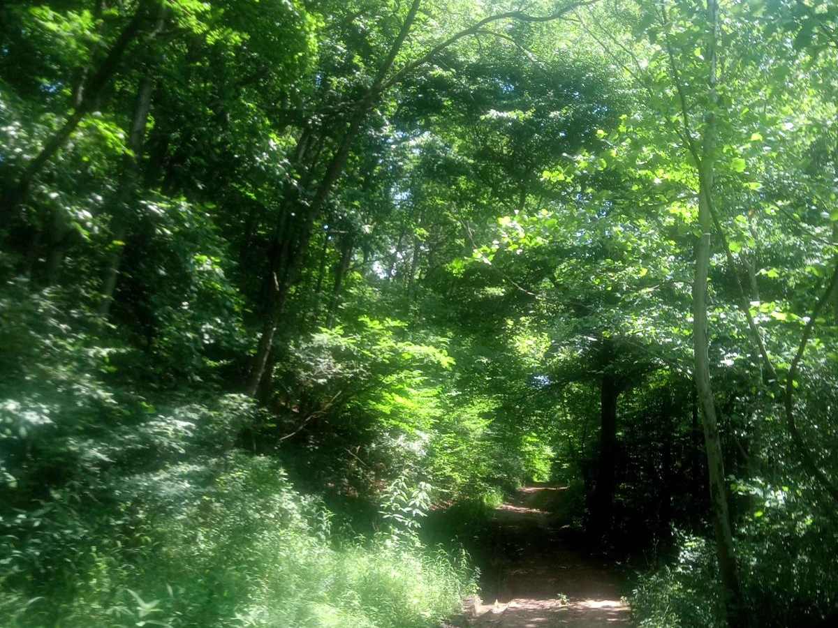 Spencer hollow trail photo