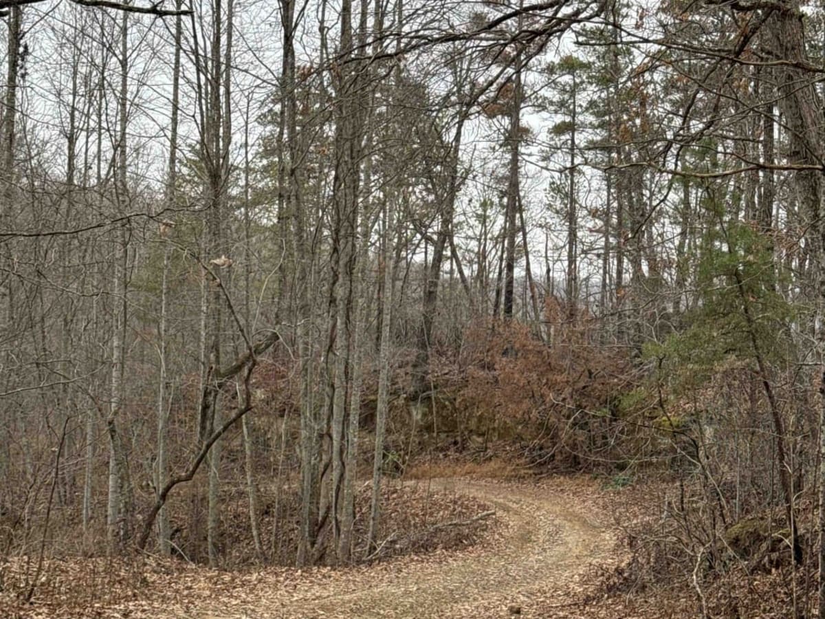 Sand Gap Road (FSR 731) photo 4