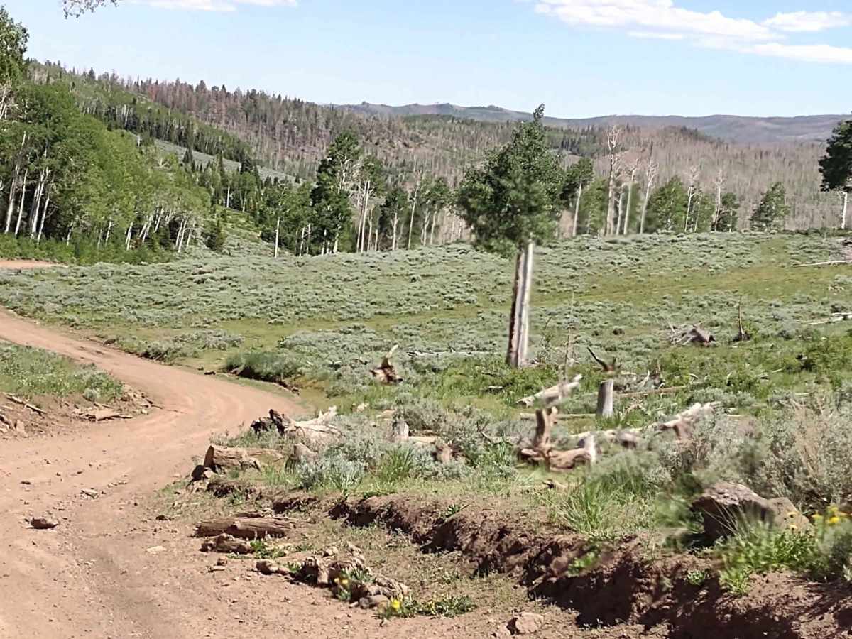 Dry Creek Road - FS 40183) trail photo