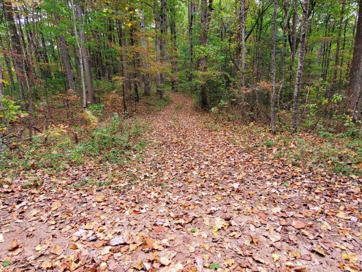 Williams Gap - FSR 346 photo 5