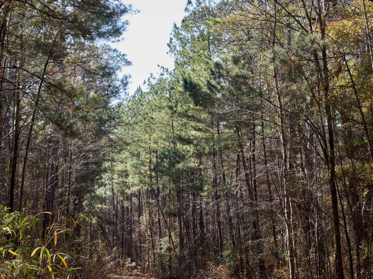 FSR128 - Wadboo Loop trail photo