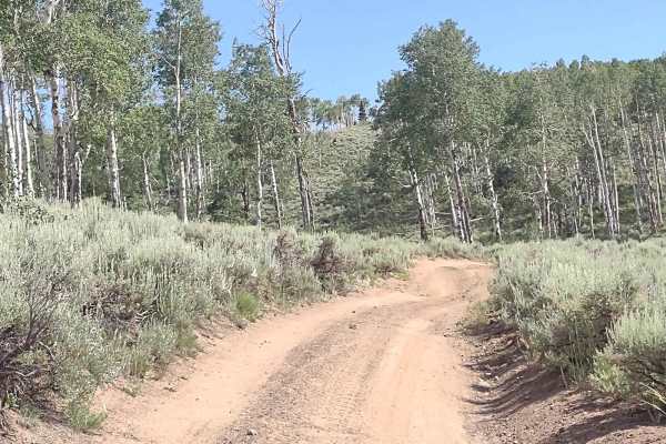 Papa Bear Spur (FS 41229 & 42467)