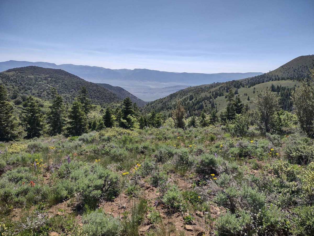 Gold Gulch to Little Pork Lake (FS# 40136) trail photo