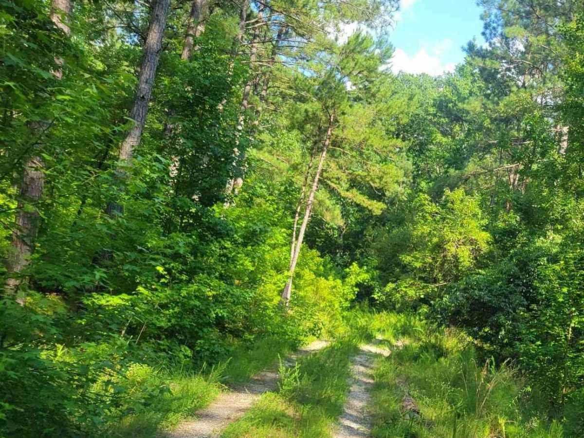 Pearl Branch Road (611) photo 4