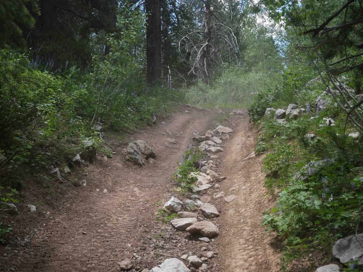 Goodheart Springs Alt #3566A trail photo