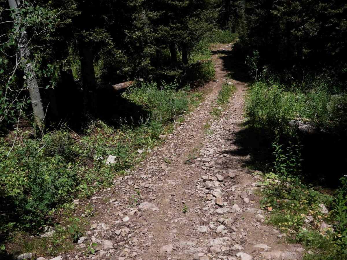 Eightmile #3446  trail photo
