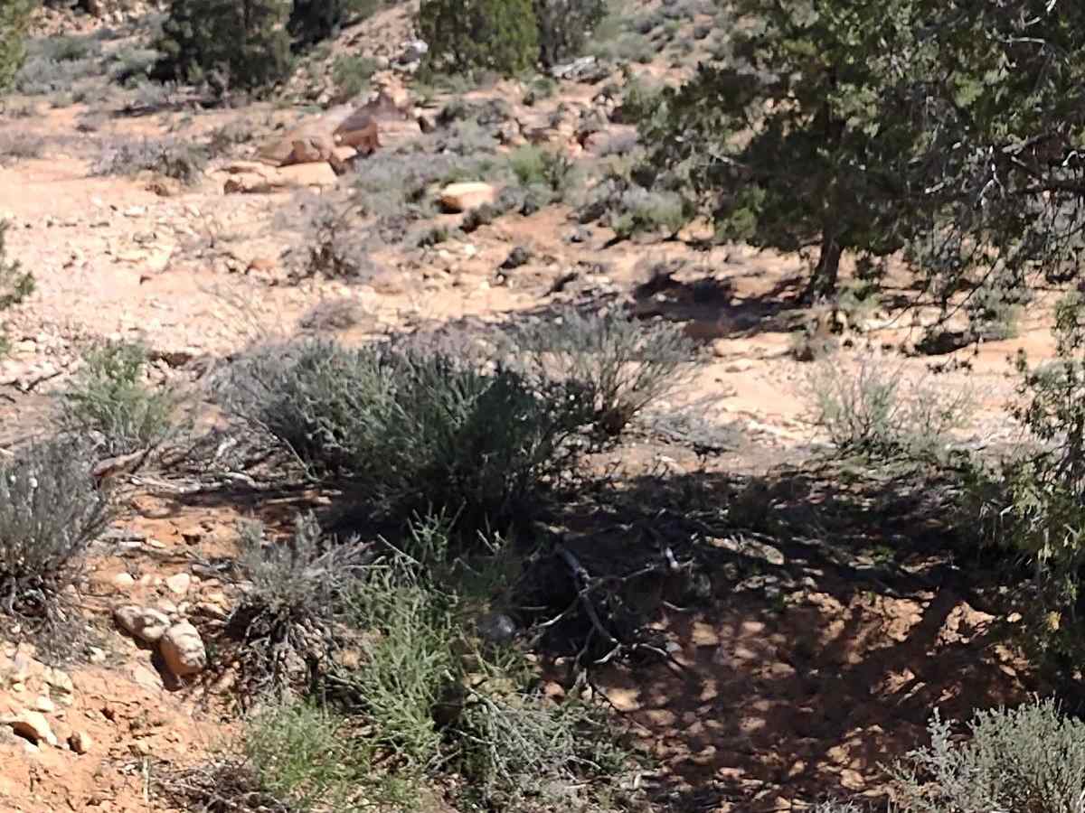 Red Canyon 2.5 photo 6