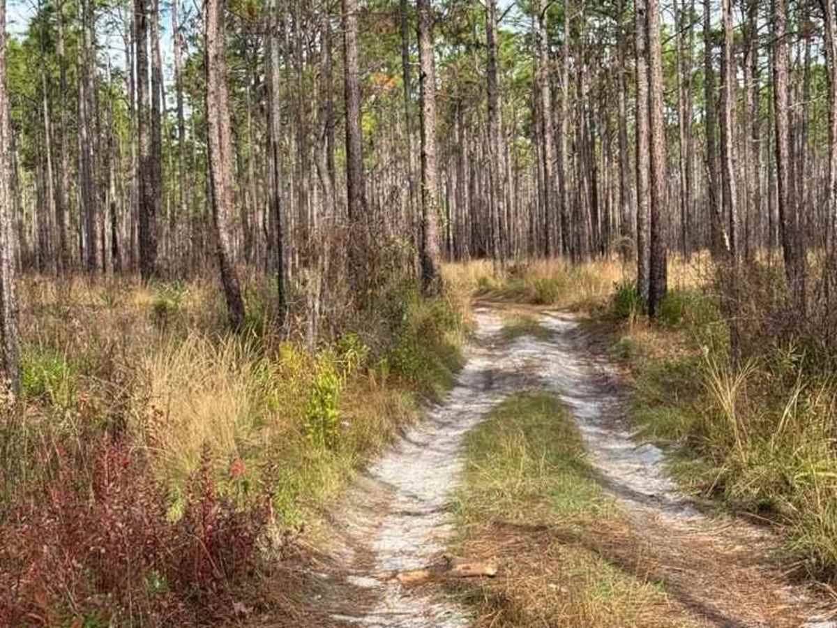 Pettiford Creek Trail 3 photo 2