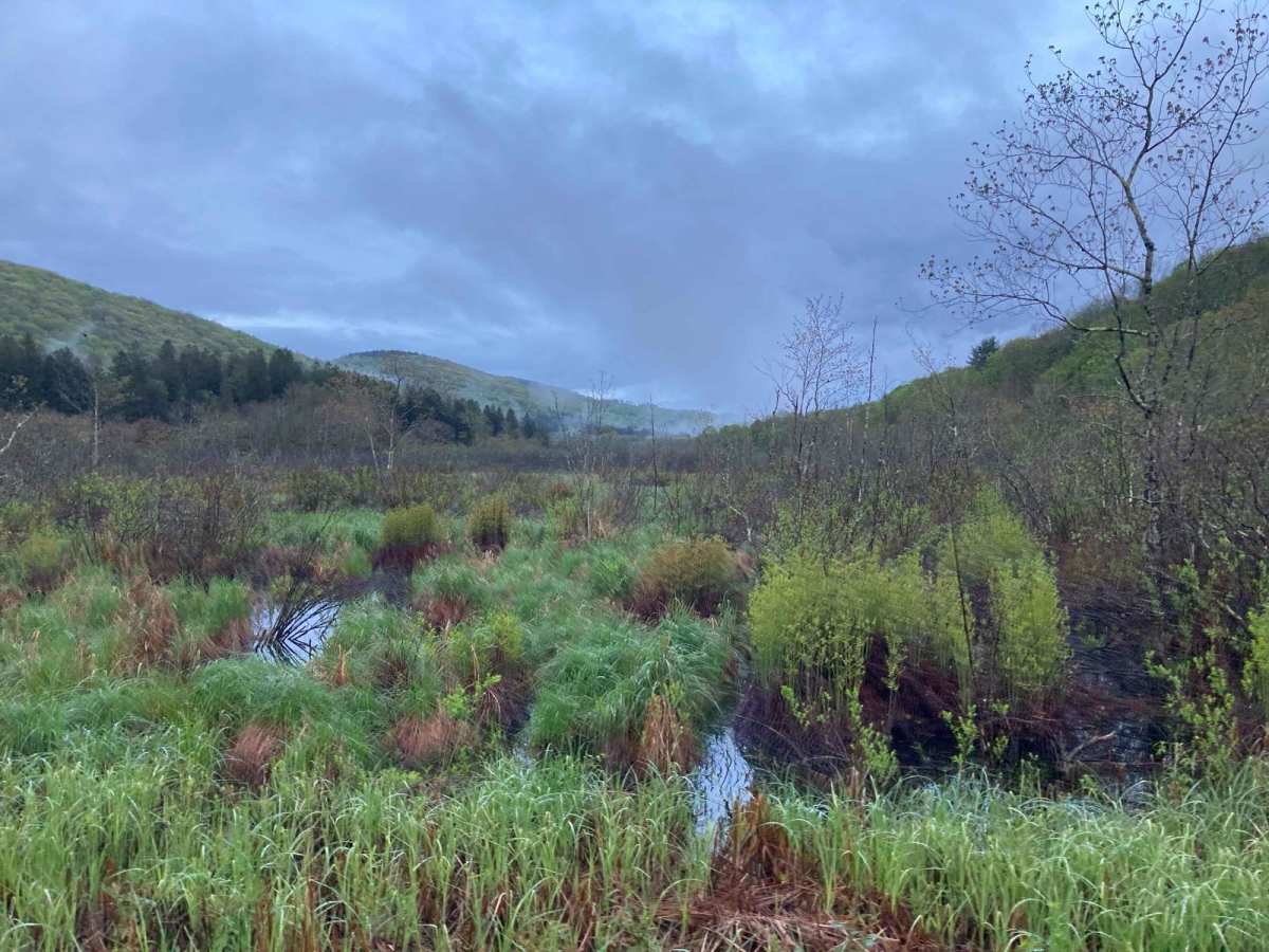 Taylor Valley State Forrest photo 5