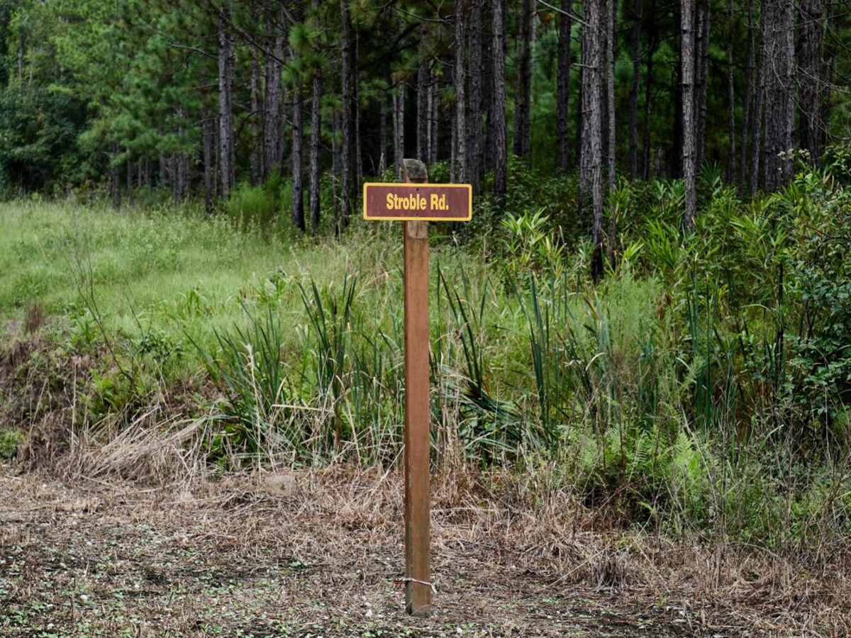 Bonneau Ferry WMA - Wetland Access trail photo