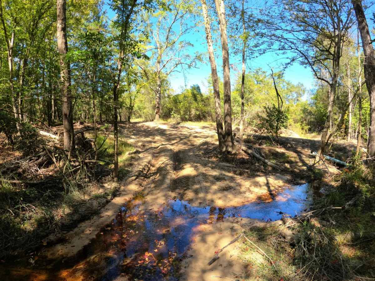 Jamey's Swamp Road photo 6