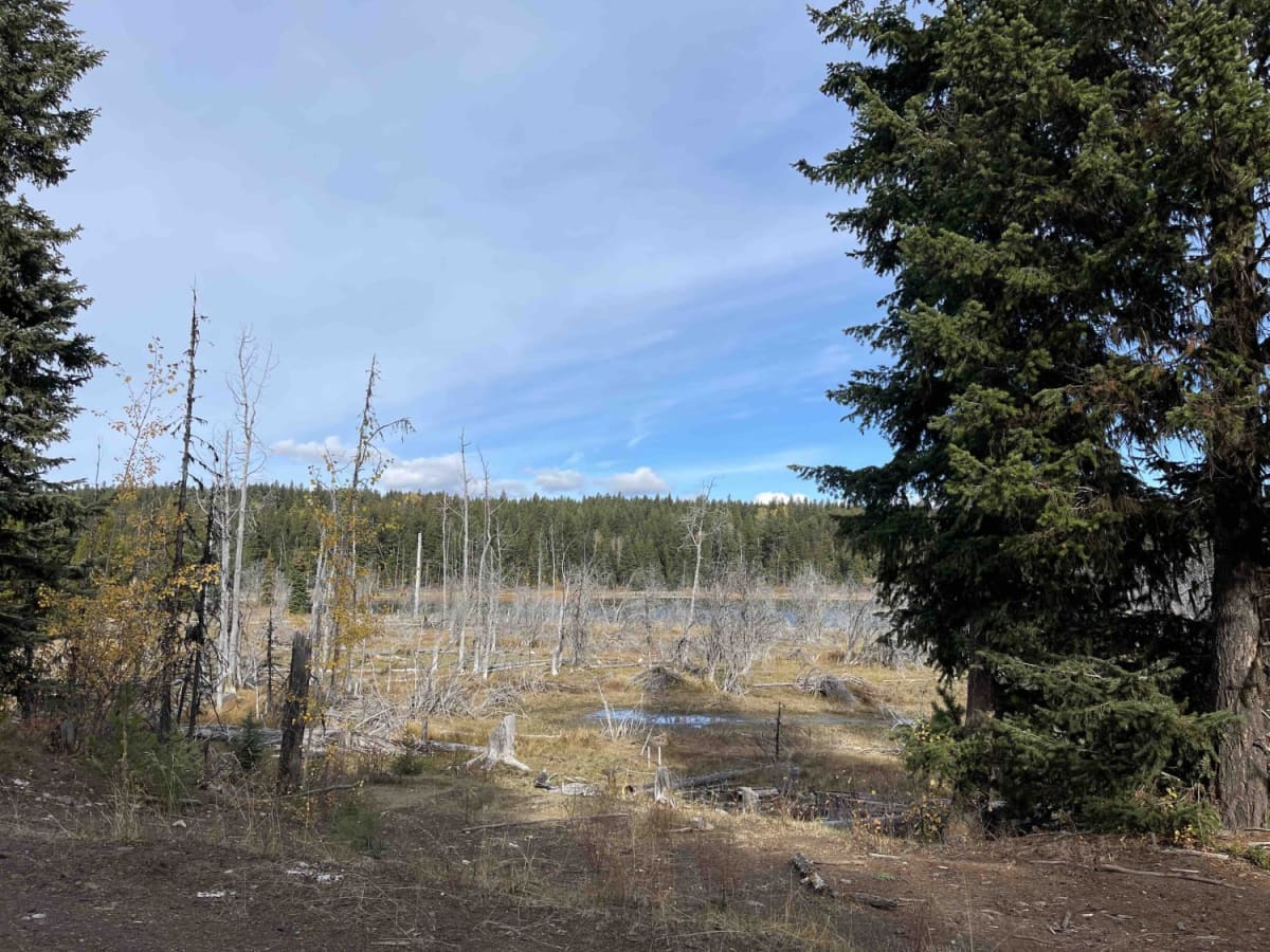 Pinaus Lake Road to Pinaus Lake North Rec Site photo 5