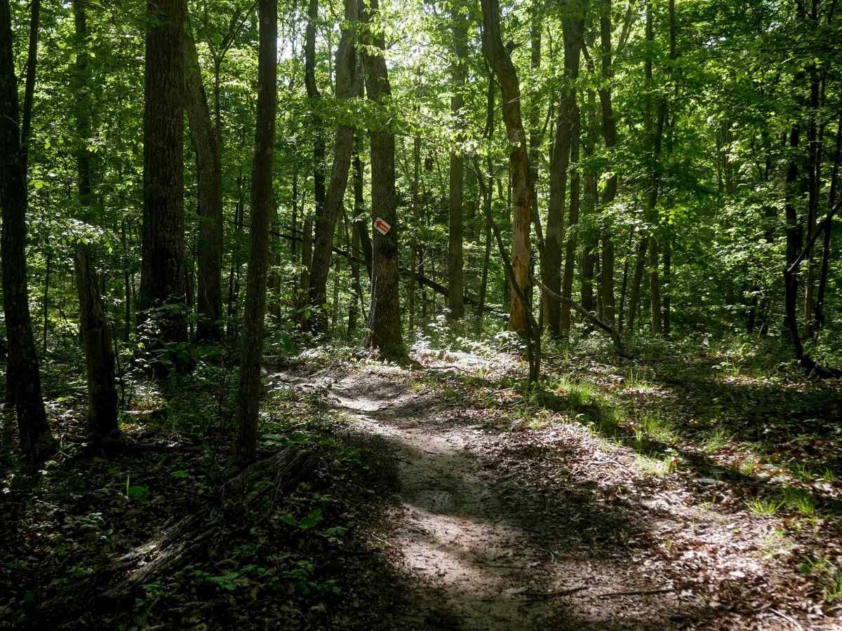 Single Track 3 photo 3