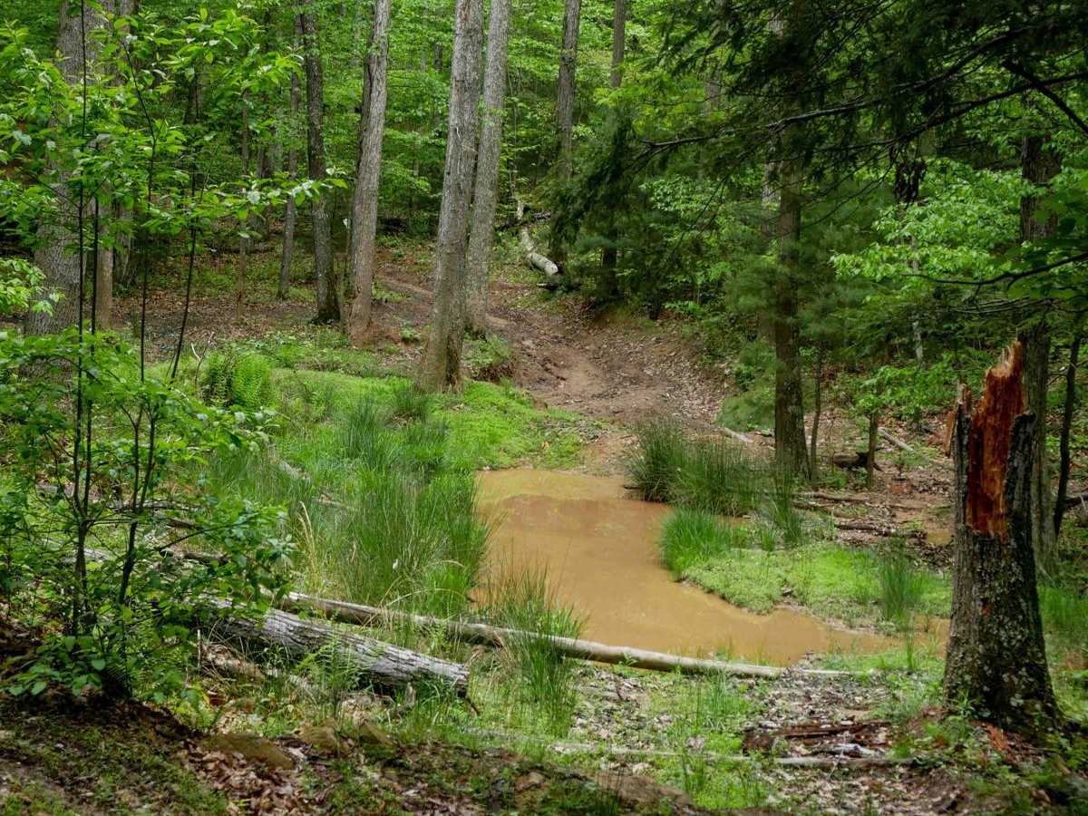 Trail 1 photo 4