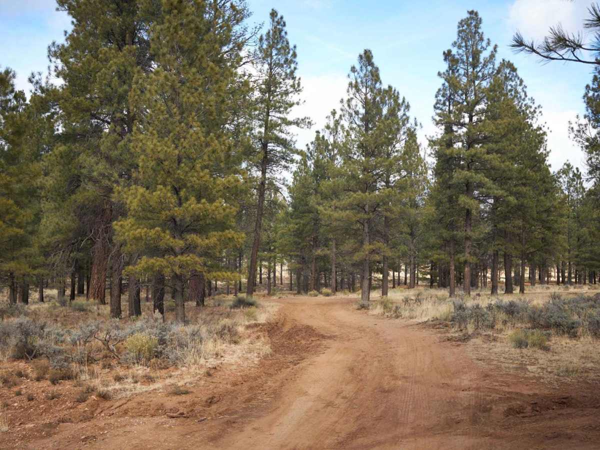 FR 2600q trail photo