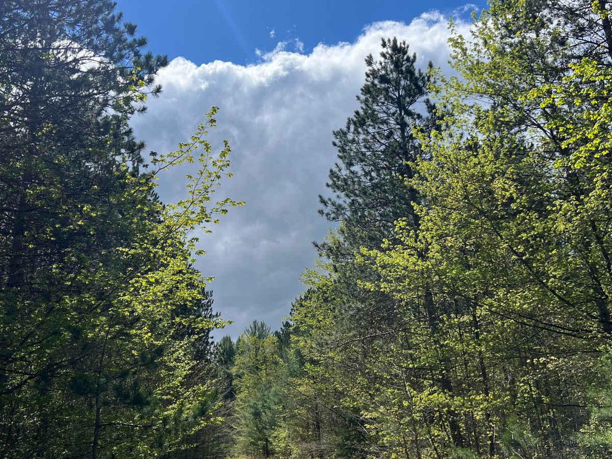 Grassy Grown Trail photo 2