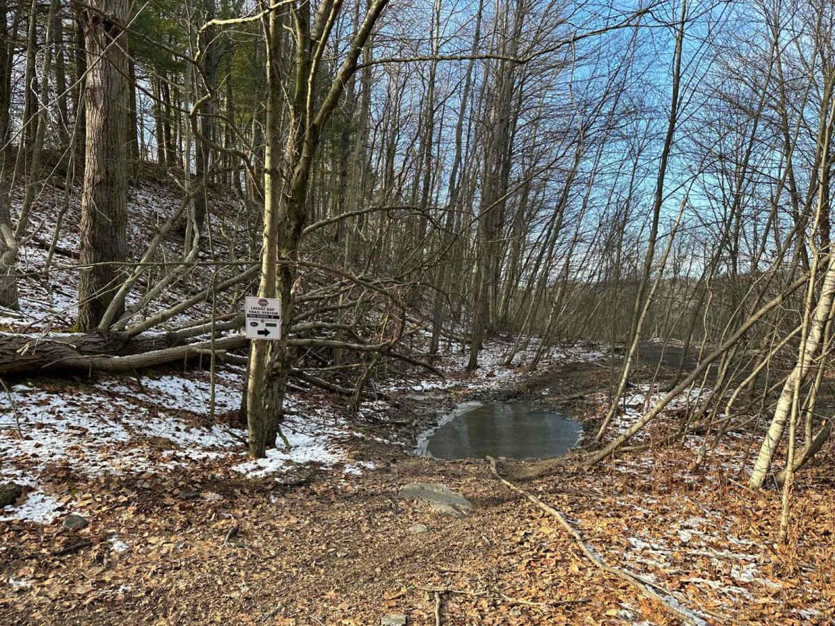 Locust Gap 5 photo 2