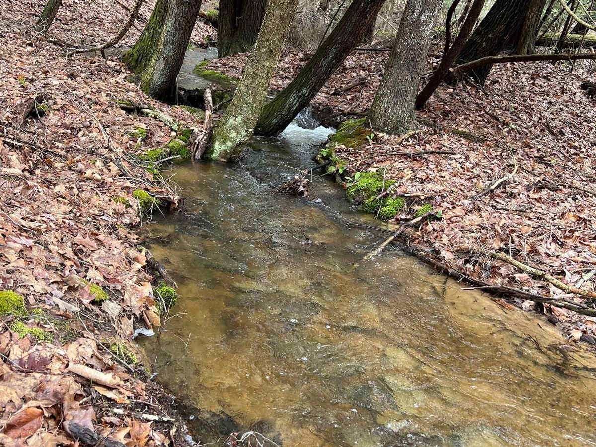 Dark Hollow photo 5