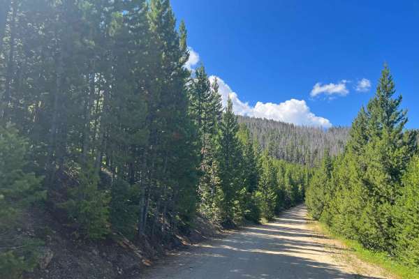 Virginia Creek (1249)
