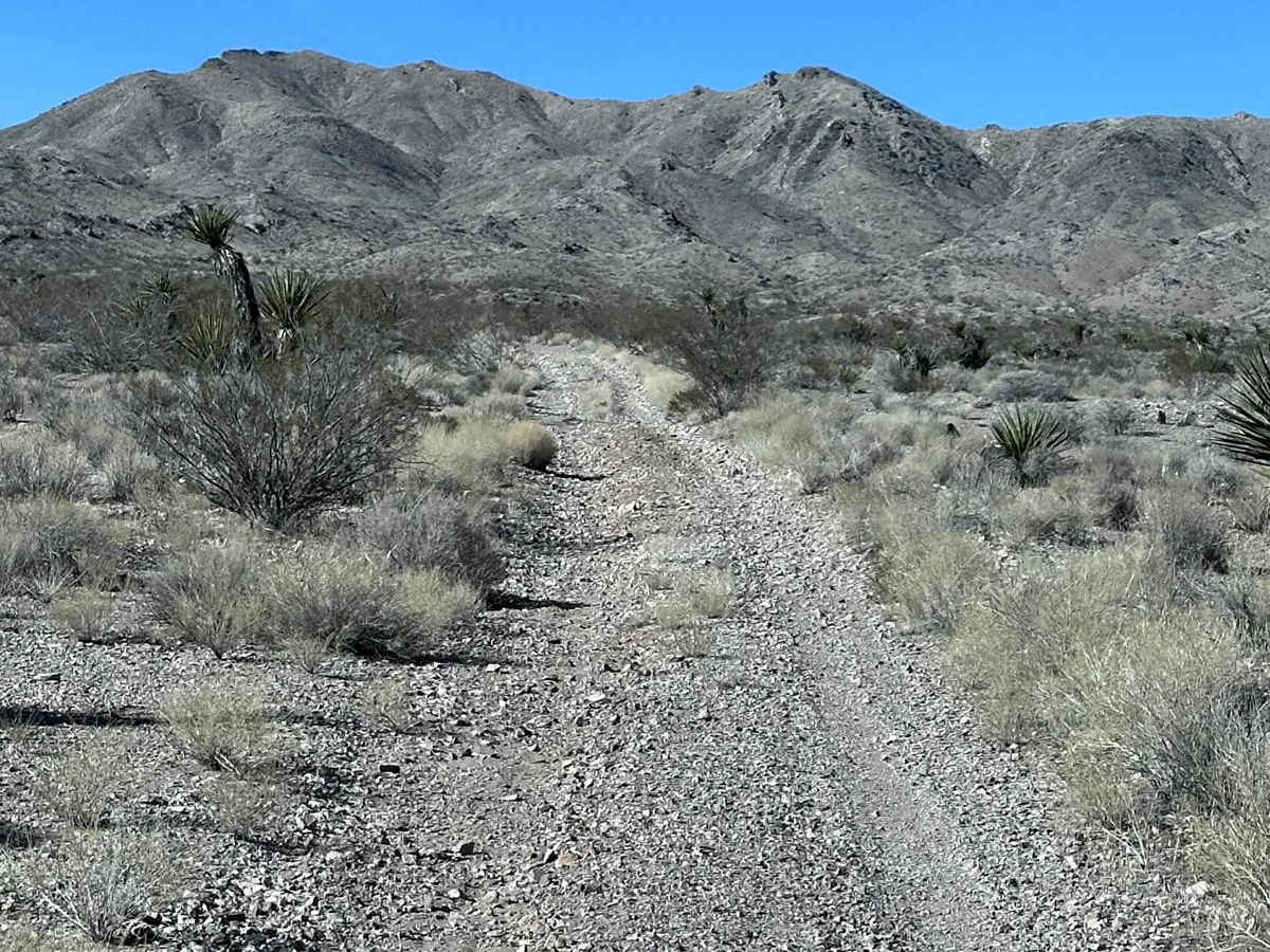Coyote Spring photo 3