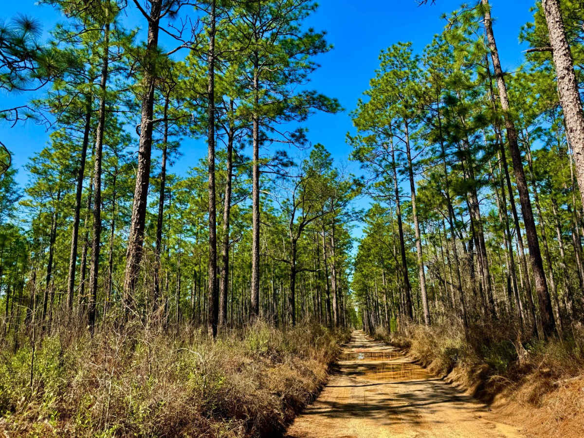 Florida State R53 photo 5