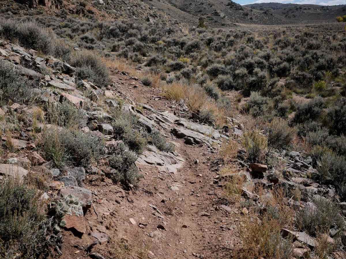Coyote Den photo 4