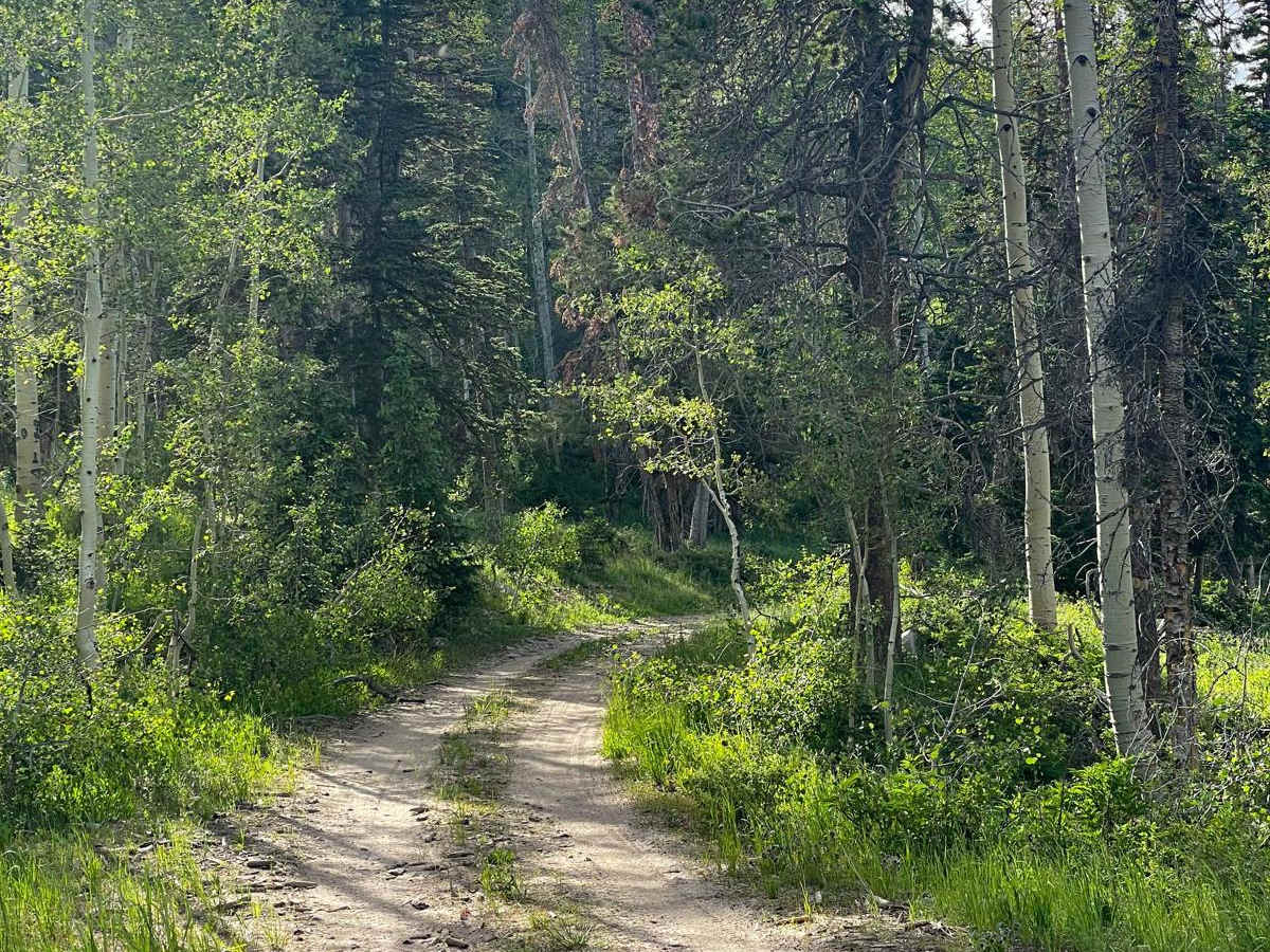 Pass Cr Ridge (FR 70242) trail photo