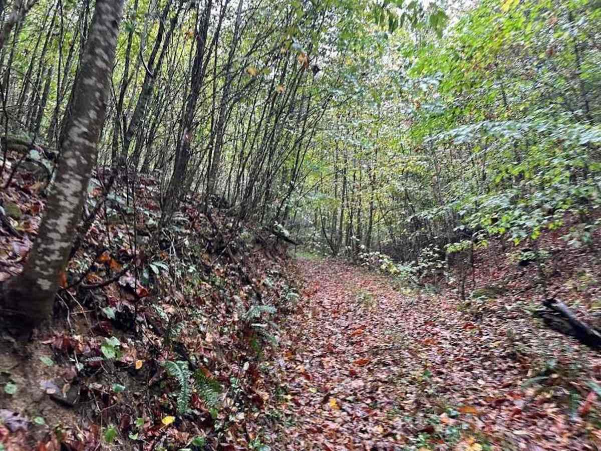 W1 Green photo 3
