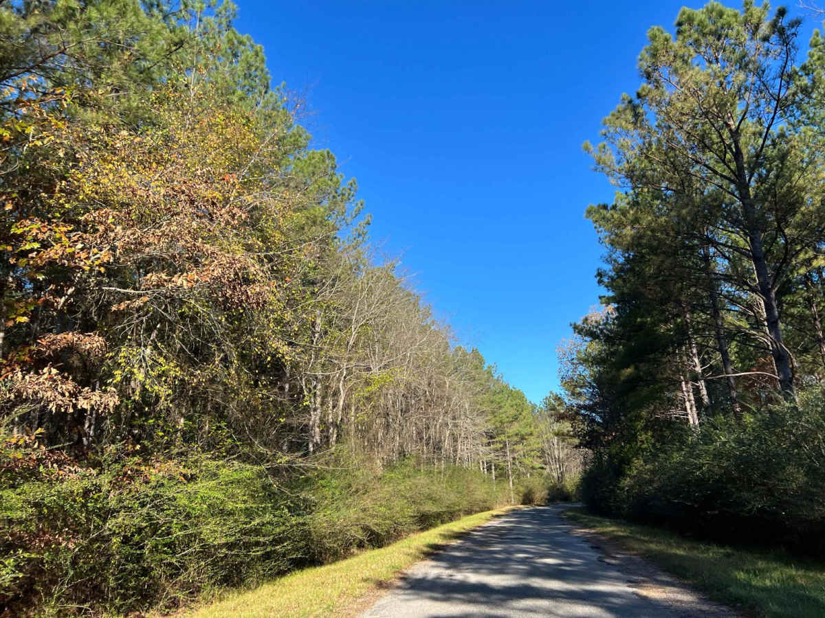Bylor RD - FS 203 trail photo