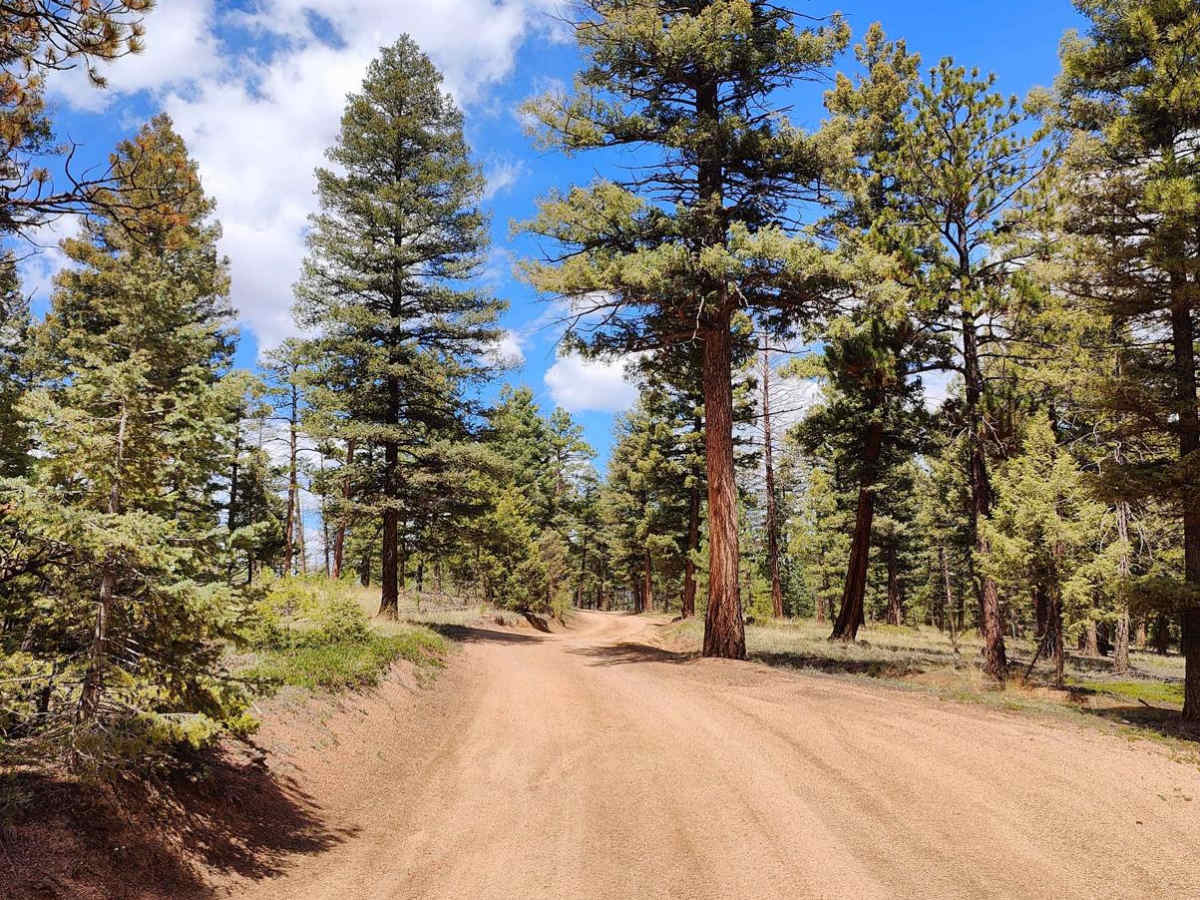 Cedar Mountain Road - Teller County Road 51 photo 6