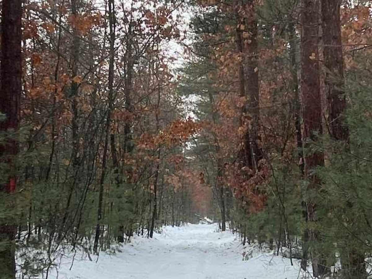 Aspen Trail (NFS 6295) trail photo