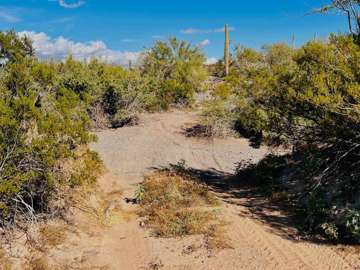 Secret Saguaro Forest photo 5