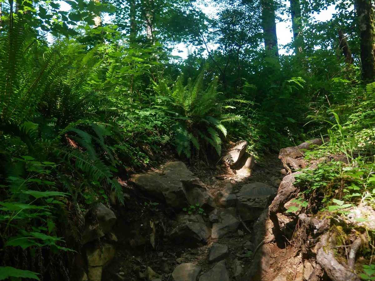 #75 (Part 2) trail photo