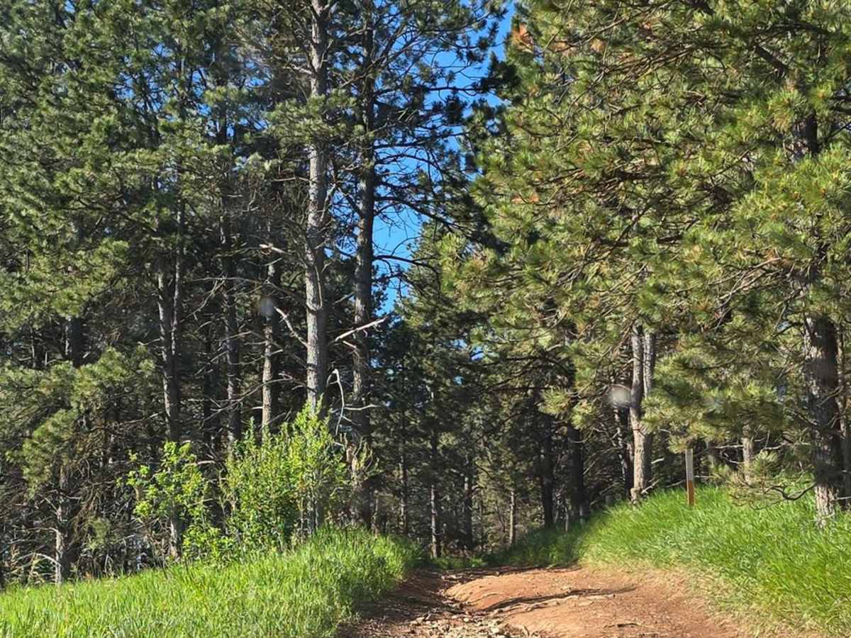 Black Hills Forest Access from Sturgis photo 6