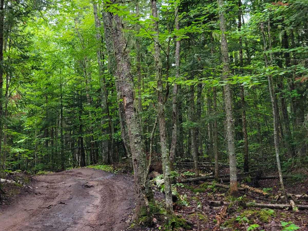 Keystone Cut photo 4