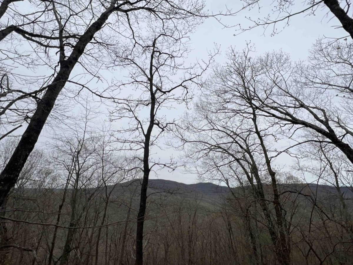 Potato Knob 1510 photo 4