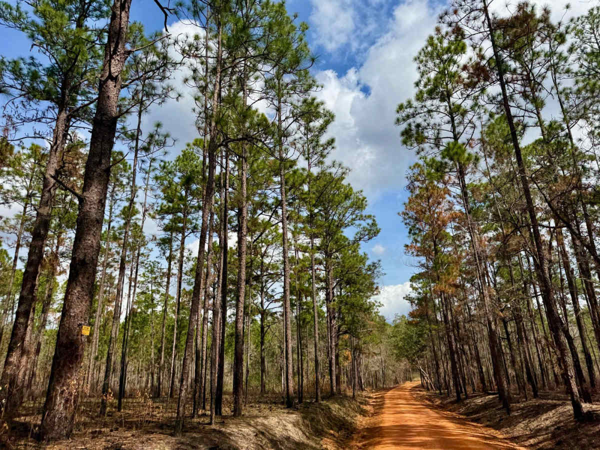 Miller Creek Road - FS 311 photo 4