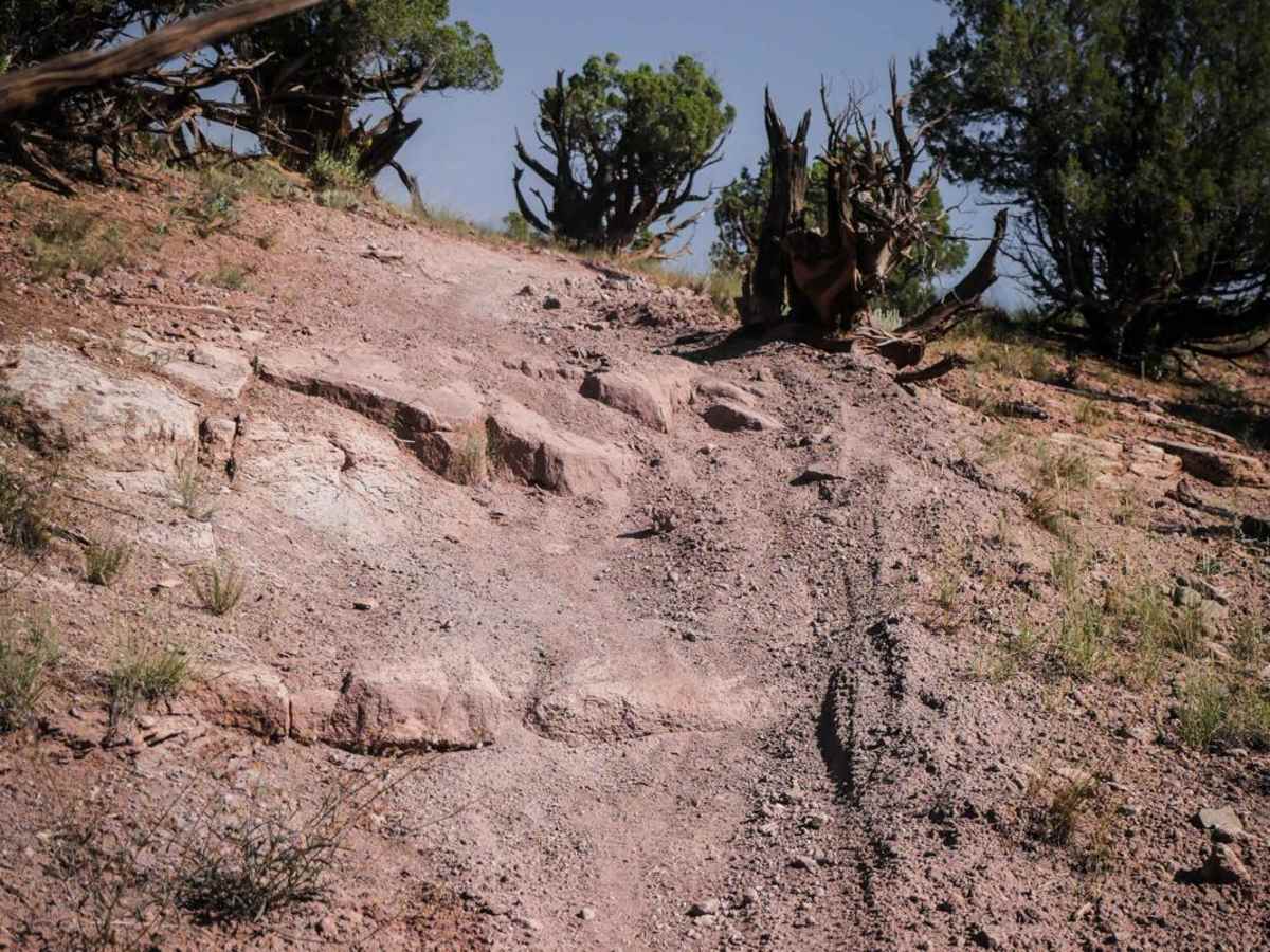 8601DB trail photo