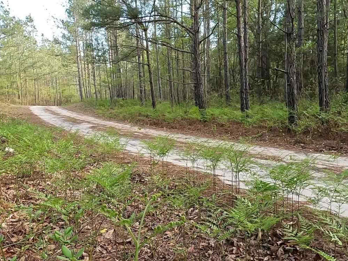 Chowan Gamelands - Deer Spotter trail photo