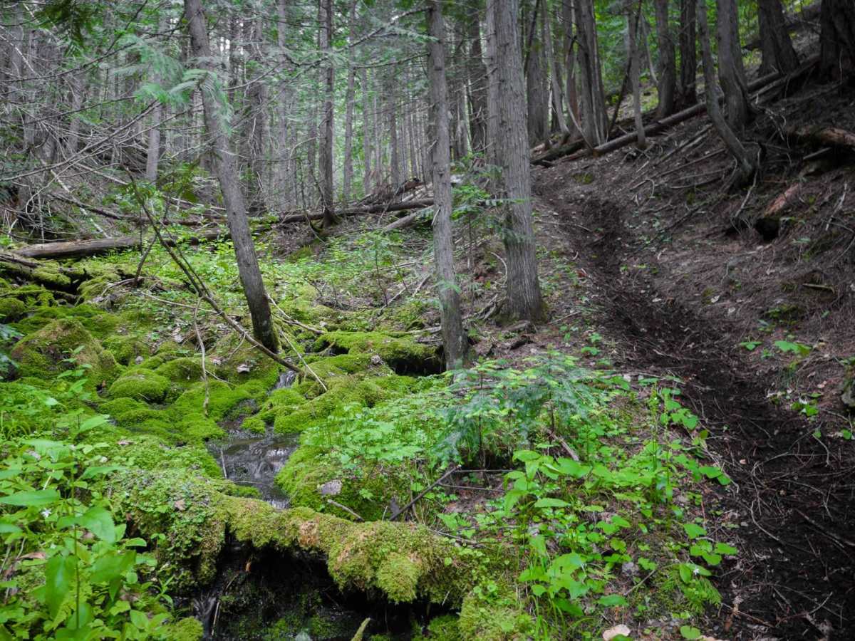 Daisy Creek photo 3