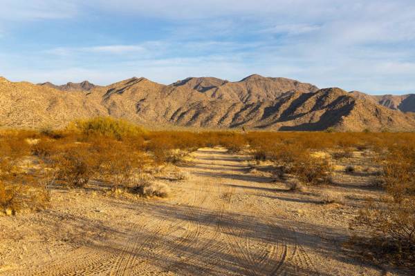 Cholla Camp