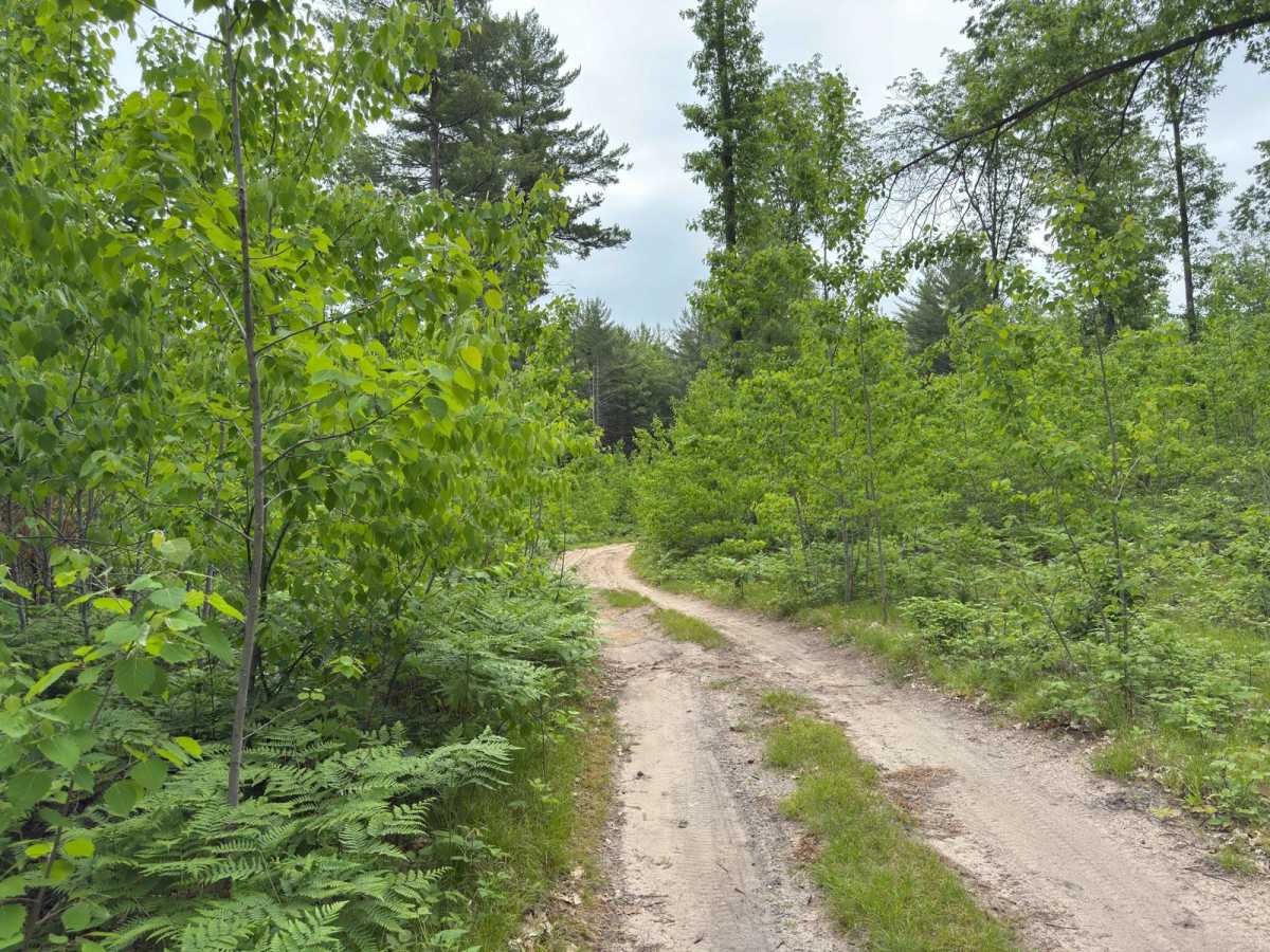 Ransom Lake Trail photo 4