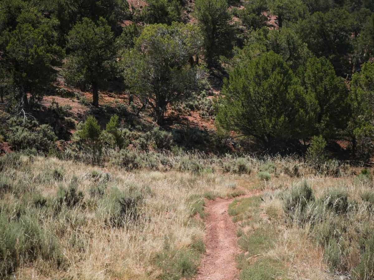 BLM 8625 photo 5