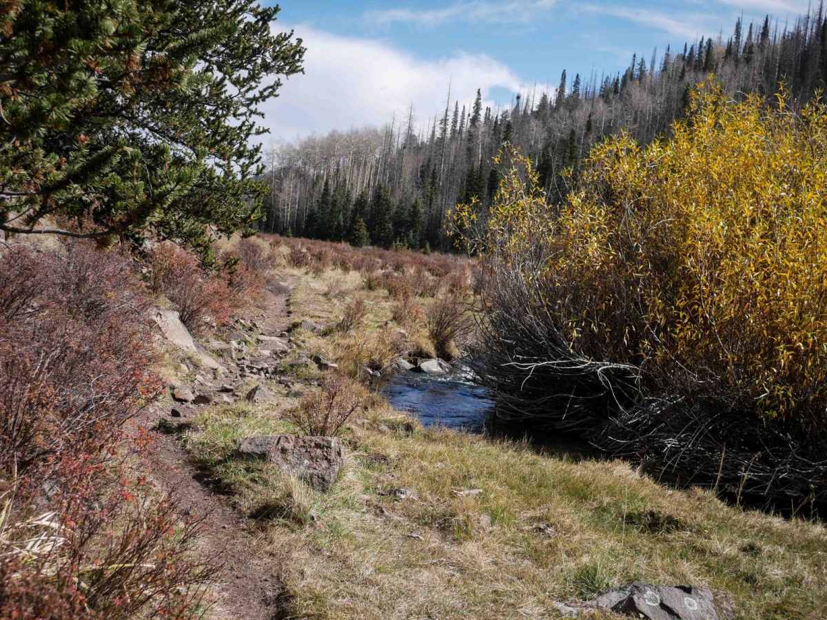 La Garita Creek Single Track trail photo