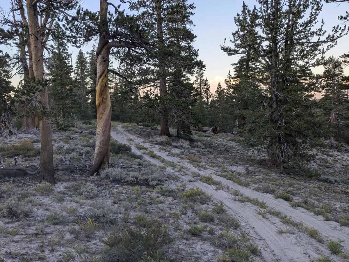 Sawmill Meadows Side Trail photo 5