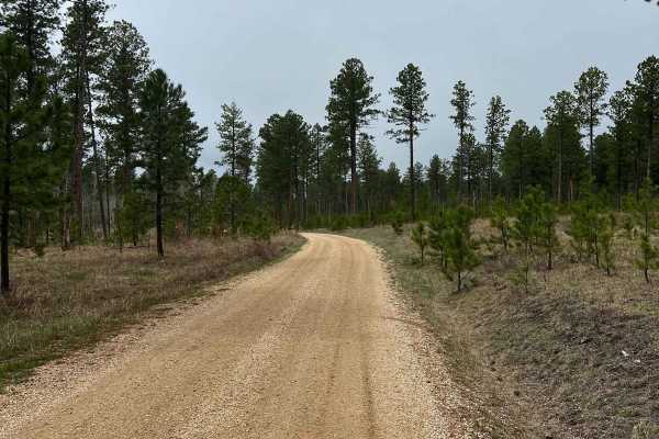Experimental Forest Road