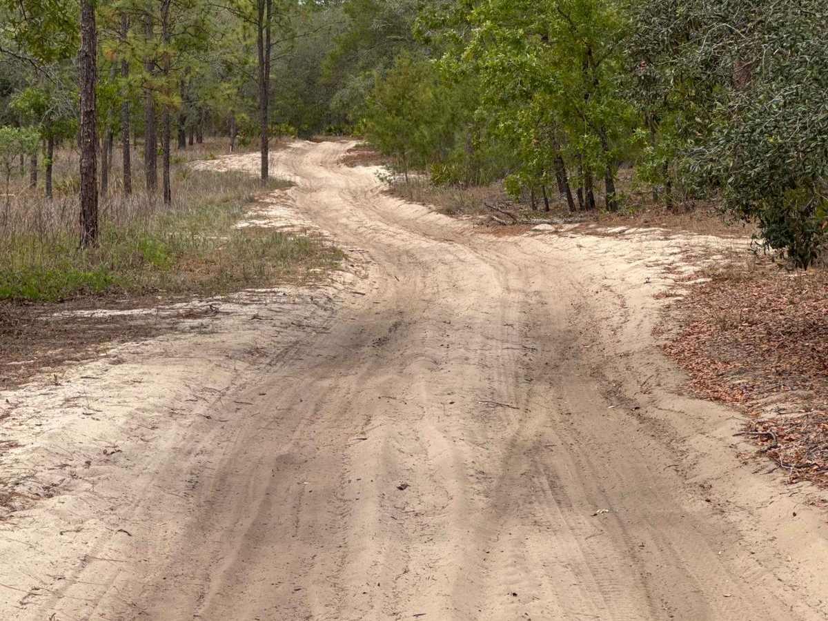 Ocala National Forest 63 photo 4
