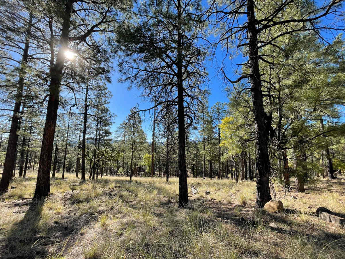 Apache Peak Road photo 6