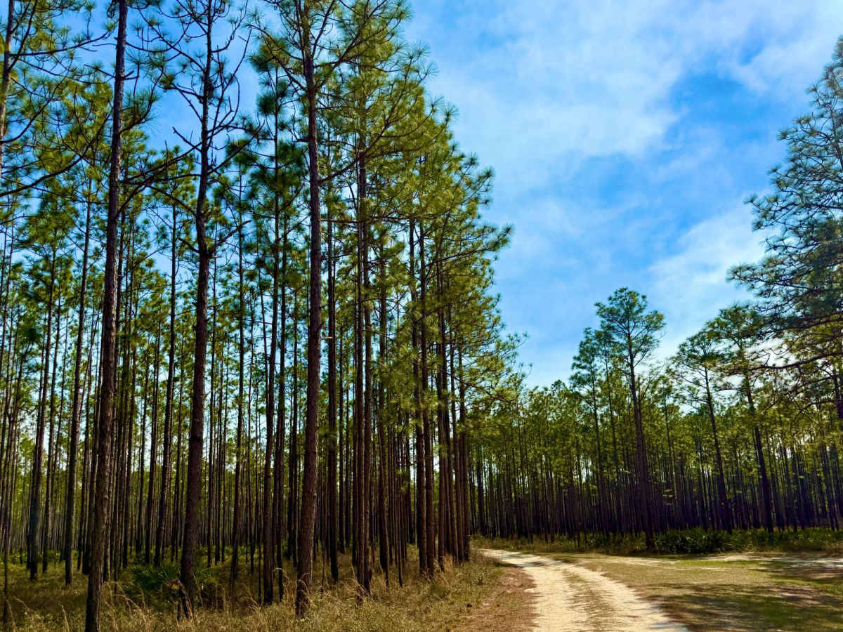 Forest Road 367 photo 2